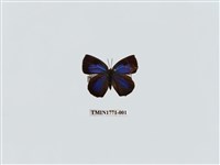 藏品(日本紫灰蝶)的圖片